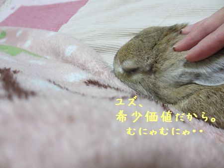ユズ2