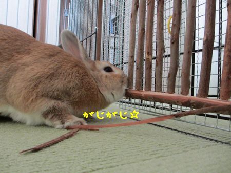 ユズ1