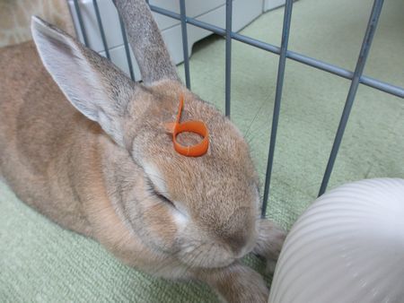 ユズサラダ7