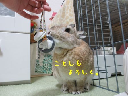 ユズ5
