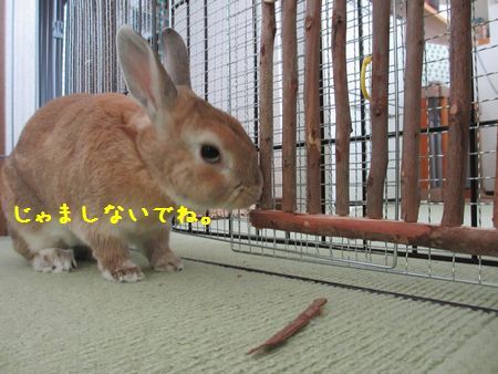 ユズ2