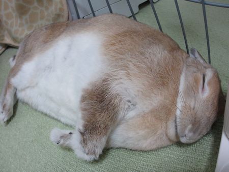 ユズ5