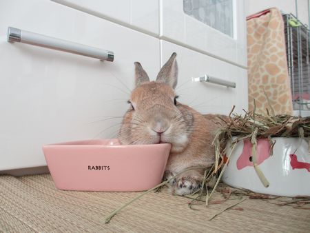 新コンデジ