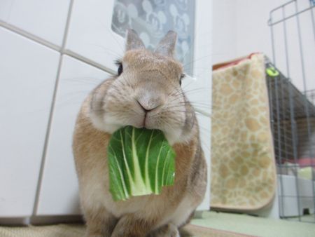 ユズサラダ4