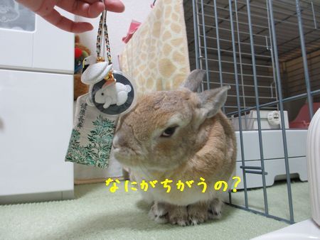 ユズ4