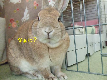 ユズ4