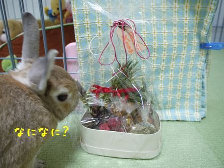 ユズ1