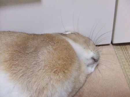 速暖マット2