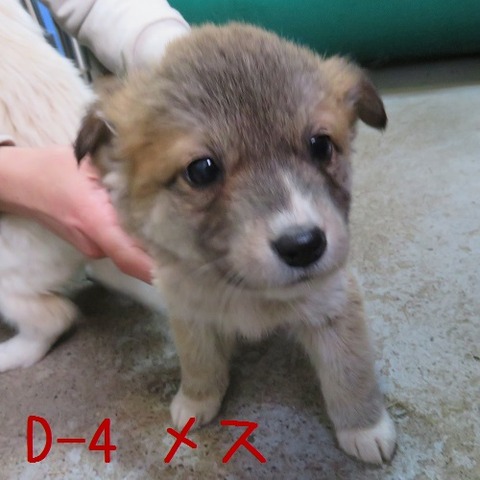 D-4