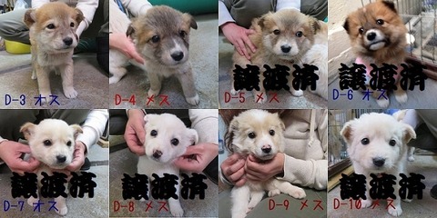 chashiro9-1218
