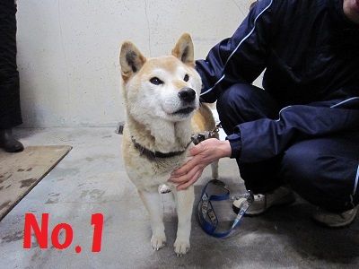 dog1-1