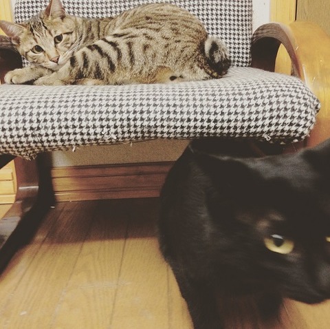 jazztango