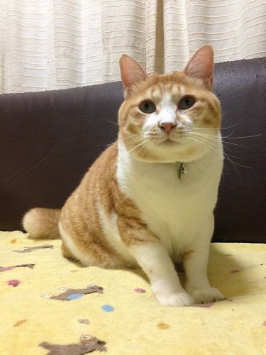 boka3