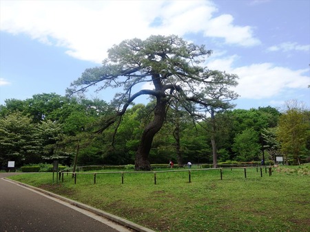 03松の木