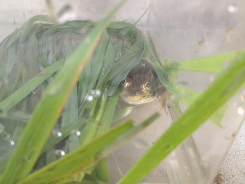 tonosamagaeru