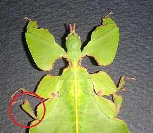 sannkakububun