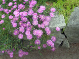 明石公園に咲く6月の花34