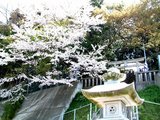 近所の神社の桜