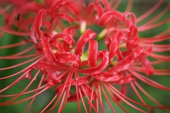 彼岸花