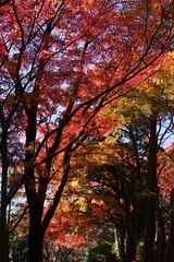 都立桜ケ丘公園