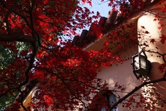 都立桜ケ丘公園