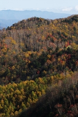 山王林道3
