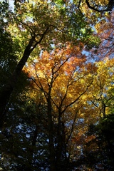 山王林道4