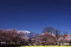 山高神代桜