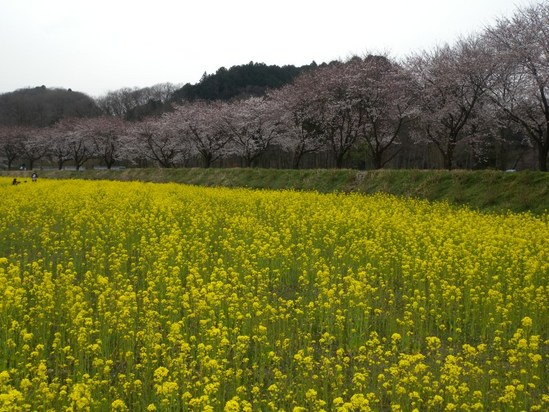 DSCN8746-T