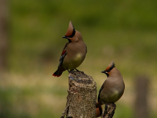 RSCN9053_s