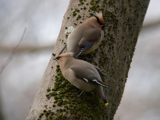 RSCN8951_s