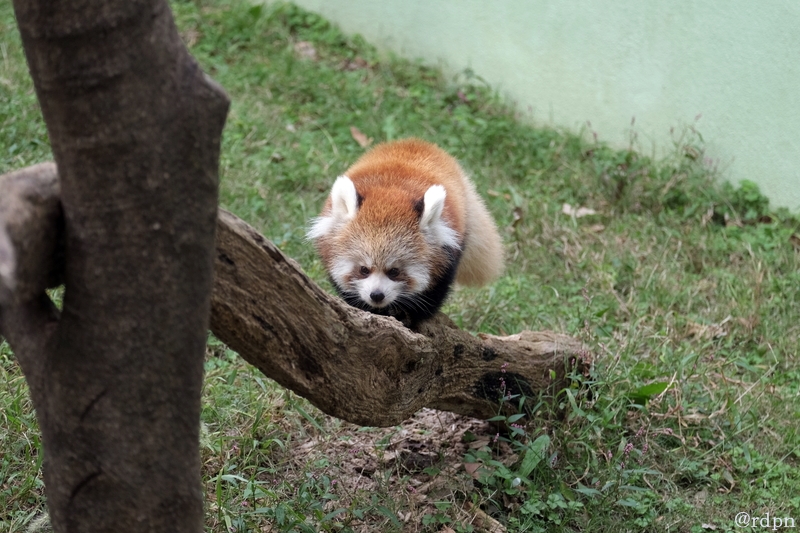 DSCF4345-9