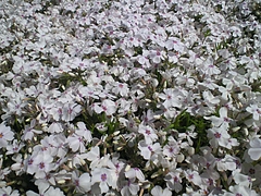 SBCA0071