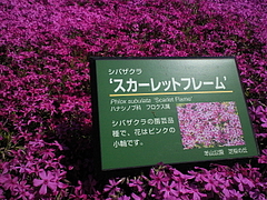 SBCA0080