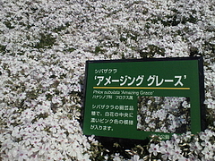 SBCA0079