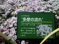 SBCA0084