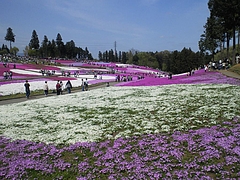 SBCA0056