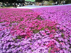 SBCA0069