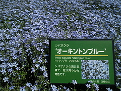 SBCA0078