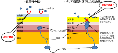 肌の状態