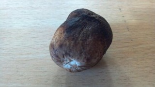 椎茸１