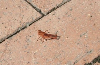 IMG_0164-1-1