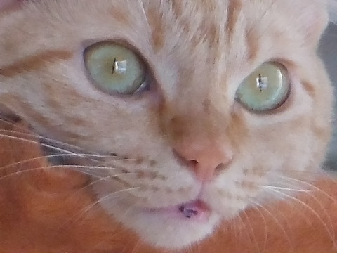DSCF1788