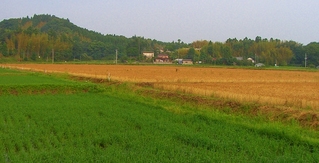 手前が田んぼ、奥が麦畑s-
