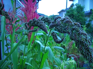 稗の写真です