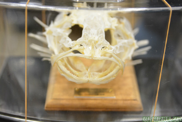 アンコウ、ガンコ、ベニテグリ…『ワンフェス2014冬』ディーラー「TOY TORCHA」の魚の頭を使った骨格標本