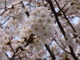 RIMG0184