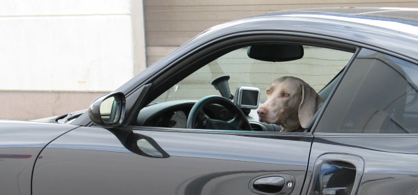 車と犬