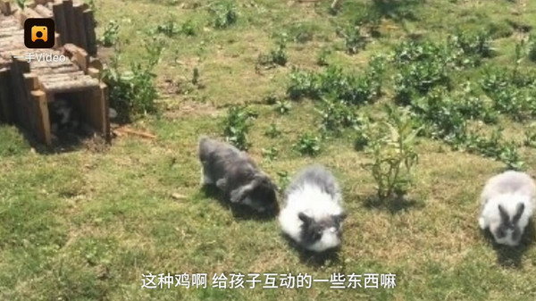 宿州野生動物園_3