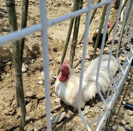 宿州野生動物園_2